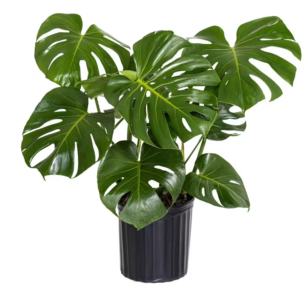 Monstera plant in nursery pot