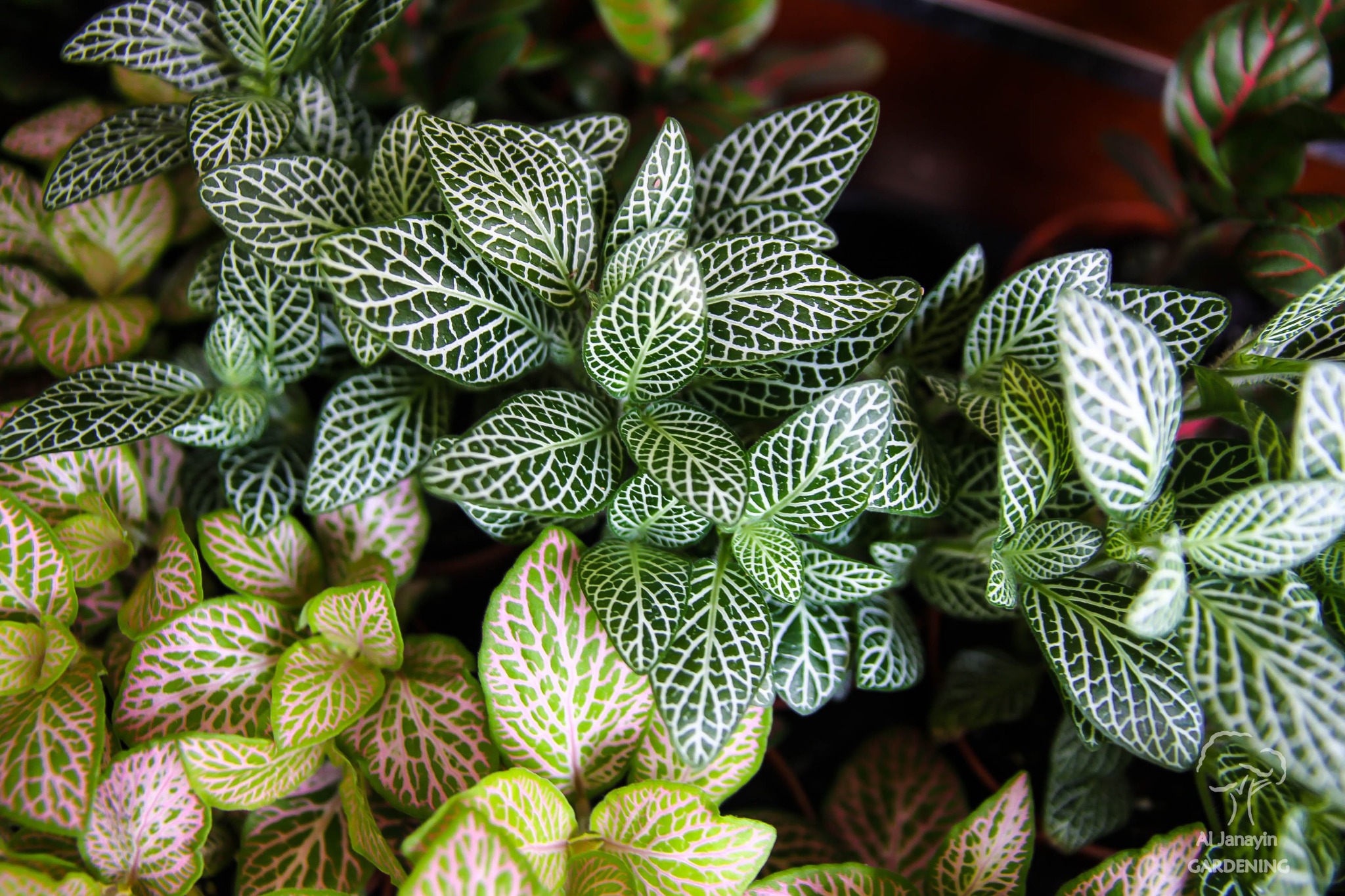 Al Janayin plants