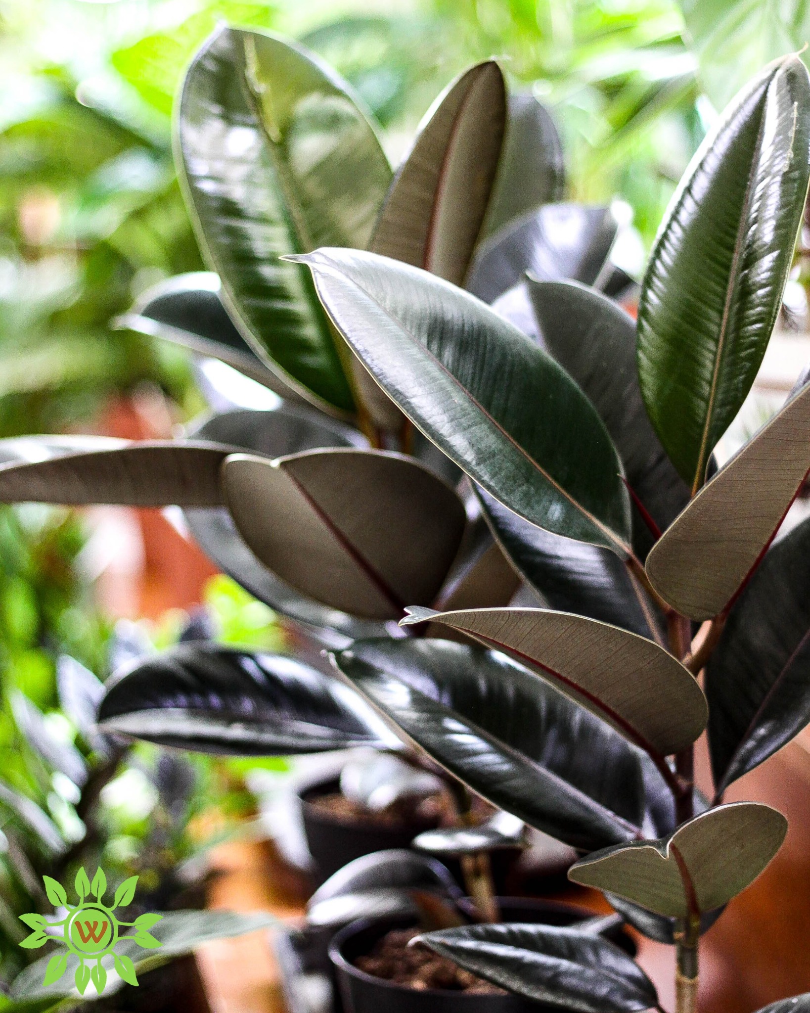 Wakan plants